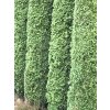 Tuja FloraSelf thuja occidentalis 'Smaragd' 80-100 cm v kvetináči Click Tuja FloraSelf thuja occidentalis 'Smaragd' 80-100 cm v kvetináči Click