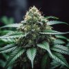 Vision Seeds Super Skunk semienka neobsahujú THC 3 ks