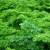 Petržlen vňaťový kučeravý - Petroselinum crispum convar. vulgare - semená - 500 ks Petržlen vňaťový kučeravý - Petroselinum crispum convar. vulgare - semená - 500 ks