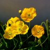 Mak Champagne Bubbles Yellow - Papaver nudicaule - semená - 20 ks Mak Champagne Bubbles Yellow - Papaver nudicaule - semená - 20 ks