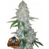 Fast Buds Cannabis Seeds Gorilla Glue Auto 3 ks Fast Buds Cannabis Seeds Gorilla Glue Auto 3 ks