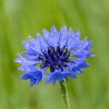 BIO Nevädza modrá - Centaurea cyanus - semená - 30 ks BIO Nevädza modrá - Centaurea cyanus - semená - 30 ks