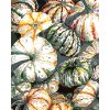 ZUTY Maľovanie podľa čísel - Tekvica (ALEXANDRIA GILBERT) Rámovanie: bez rámu a bez vypnutia plátna, Rozmer: 80x100 cm ZUTY Maľovanie podľa čísel - Tekvica (ALEXANDRIA GILBERT) Rámovanie: bez rámu a bez vypnutia plátna, Rozmer: 80x100 cm