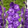 Gladiolus Cookie Gladiolus Cookie
