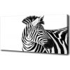 Foto obraz canvas Zebra v snehu 100x50 cm Foto obraz canvas Zebra v snehu 100x50 cm