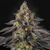 Paradise Seeds - Sunset Paradise 10 ks - Semená neobsahujú THC Paradise Seeds - Sunset Paradise 10 ks - Semená neobsahujú THC