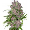Sensi Seeds Purple Bud Automatic Balenie: 10 ks 0% THC Sensi Seeds Purple Bud Automatic Balenie: 10 ks 0% THC
