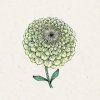 Jora Dahl Zinnia elegans Jora Dahl Zinnia elegans