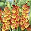 Gladiolus Princess Margaret Rose Gladiolus Princess Margaret Rose