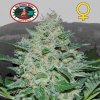 Big Buddha Seeds - Freeze Cheese 89 5 ks - Semienka neobsahujú THC Big Buddha Seeds - Freeze Cheese 89 5 ks - Semienka neobsahujú THC