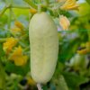 BIO Uhorka poľná White Wonder - Cucumis sativus - predaj bio semien - 10 ks BIO Uhorka poľná White Wonder - Cucumis sativus - predaj bio semien - 10 ks