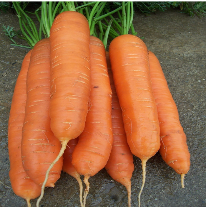 Mrkva neskorá Cidera - Daucus carota - semená - 800 ks