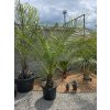 Phoenix canariensis vo výške 220 cm s výškou kmeňa 35 cm Phoenix canariensis vo výške 220 cm s výškou kmeňa 35 cm