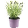 Levanduľa korunkatá FloraSelf Lavandula stoechas ‚Anouk‘ výška 20-25 cm kvetináč Ø 15 cm biela Levanduľa korunkatá FloraSelf Lavandula stoechas ‚Anouk‘ výška 20-25 cm kvetináč Ø 15 cm biela