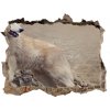 Díra 3D fototapeta na stěnu Biely vlk na skale 95x64 cm Díra 3D fototapeta na stěnu Biely vlk na skale 95x64 cm