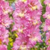 Gladiolus Happy Disco Gladiolus Happy Disco
