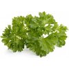 Click and Grow petržlen, 3ks PCW-005 Click and Grow petržlen, 3ks PCW-005