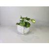 PlanBros flower Epipremnum ‘Global Green’ PlanBros flower Epipremnum ‘Global Green’