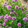 Pažítka pobrežná Splendidus - Allium schoenoprassum - semená pažítky - 200 ks Pažítka pobrežná Splendidus - Allium schoenoprassum - semená pažítky - 200 ks