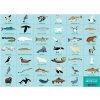 Mudpuppy Puzzle skládej a hledej Život v Arktidě 64 dílů Mudpuppy Puzzle skládej a hledej Život v Arktidě 64 dílů