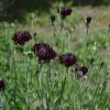 Nevädza čierna - Centaurea cyanus - semená nevädze - 50 ks Nevädza čierna - Centaurea cyanus - semená nevädze - 50 ks