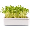 Microgreens, semínka na klíčky - Slunečnice 20g Microgreens, semínka na klíčky - Slunečnice 20g