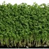 Žerucha záhradná Mega - Lepidium sativum - predaj semien žeruchy - 800 ks Žerucha záhradná Mega - Lepidium sativum - predaj semien žeruchy - 800 ks