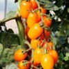 Paradajka tyčková Dattorange F1 - Solanum lycopersicum - semená paradajky - 6 ks Paradajka tyčková Dattorange F1 - Solanum lycopersicum - semená paradajky - 6 ks