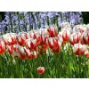 Tulipán Carnaval de Rio 7 ks v balení Tulipán Carnaval de Rio 7 ks v balení