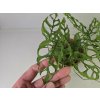 Monstera Obliqua Monstera Obliqua