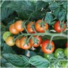 Paradajka koktailová Primabella - Solanum lycopersicum - semená paradajky - 6 ks Paradajka koktailová Primabella - Solanum lycopersicum - semená paradajky - 6 ks