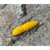 FISHUP Pupa 1,2 FISHUP Pupa 1,2