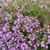 Materina dúška - Thymus serpyllum - semená - 500 ks Materina dúška - Thymus serpyllum - semená - 500 ks