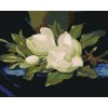 ZUTY Maľovanie podľa čísel - MAGNÓLIA NA MODROM ZAMATE Rámovanie: vypnuté plátno na rám, Rozmer: 80x100 cm ZUTY Maľovanie podľa čísel - MAGNÓLIA NA MODROM ZAMATE Rámovanie: vypnuté plátno na rám, Rozmer: 80x100 cm