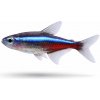 Aquascaperi Neónka Modrá – Paracheirodon Simulans Aquascaperi Neónka Modrá – Paracheirodon Simulans