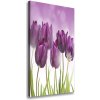 Vertikálny foto obraz na plátne Fialové tulipány 50x100 cm Vertikálny foto obraz na plátne Fialové tulipány 50x100 cm