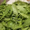 Rukola saita - Eruca sativa - semiačka - 250 ks Rukola saita - Eruca sativa - semiačka - 250 ks