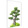 Vertikálny foto obraz sklo tvrdené Bonsai 50x100 cm Vertikálny foto obraz sklo tvrdené Bonsai 50x100 cm