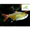 Pristella maxillaris Pristella maxillaris