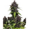 Fastbuds - Purple Haze Auto 10 ks - Semená neobsahujú THC Fastbuds - Purple Haze Auto 10 ks - Semená neobsahujú THC