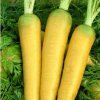 Mrkva Táborská žltá - Daucus carota - semená mrkvy - 150 ks Mrkva Táborská žltá - Daucus carota - semená mrkvy - 150 ks