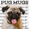 Pug Mugs 2026 12 X 12 Wall Calendar Pug Mugs 2026 12 X 12 Wall Calendar