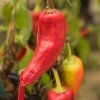 Chilli Maďarský vosk - Capsicum annuum - semená - 6 ks Chilli Maďarský vosk - Capsicum annuum - semená - 6 ks
