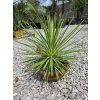 Agave stricta Nana v celkovej výške 40 cm Agave stricta Nana v celkovej výške 40 cm