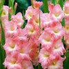Gladiolus Rose Supreme Gladiolus Rose Supreme