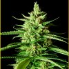 Anaconda Seeds - AK - 01 5 ks - Semienka neobsahujú THC Anaconda Seeds - AK - 01 5 ks - Semienka neobsahujú THC