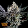 James Loud Genetics - Frosted Biscotti Auto 3 ks - Semená neobsahujú THC James Loud Genetics - Frosted Biscotti Auto 3 ks - Semená neobsahujú THC