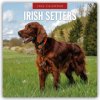 Irish Setters Irischer Setter 16 Monats 2026