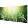 Obraz plexi Tráva slnko kvapky 100x50 cm Obraz plexi Tráva slnko kvapky 100x50 cm