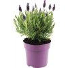 Levanduľa hlávkovitá FloraSelf Lavandula stoechas 'Anouk' 20-25 cm Ø 15 cm kvetináč lila 1 ks Levanduľa hlávkovitá FloraSelf Lavandula stoechas 'Anouk' 20-25 cm Ø 15 cm kvetináč lila 1 ks